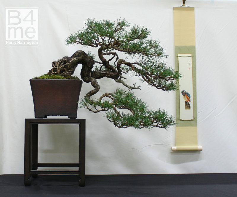 Scots Pine bonsai